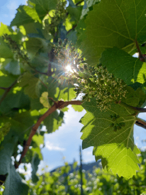 Photo de vignes